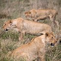 TZA_ARU_Ngorongoro_2016DEC26_Crater_066.jpg